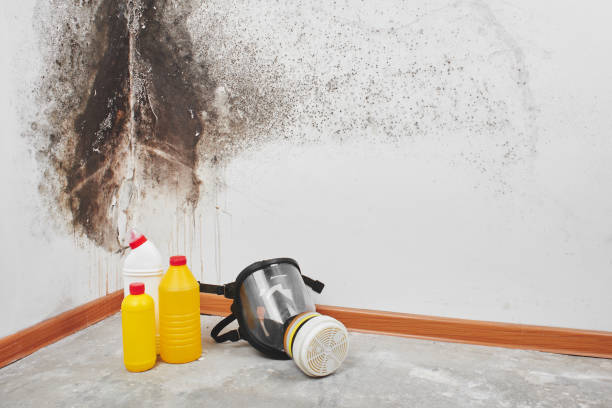 Best Affordable Mold Removal  in Carnesville, GA