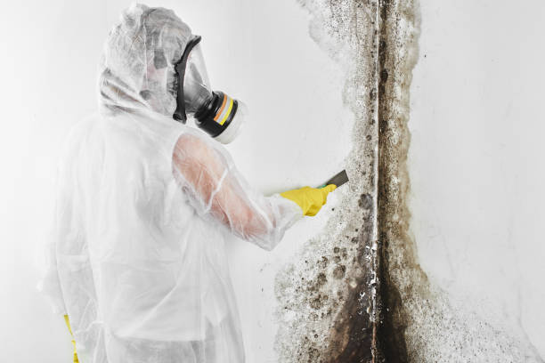 Best Toxic Mold Removal  in Carnesville, GA