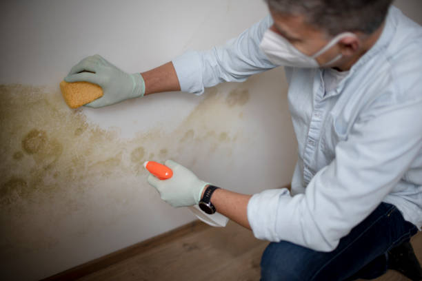 Best Certified Mold Removal  in Carnesville, GA