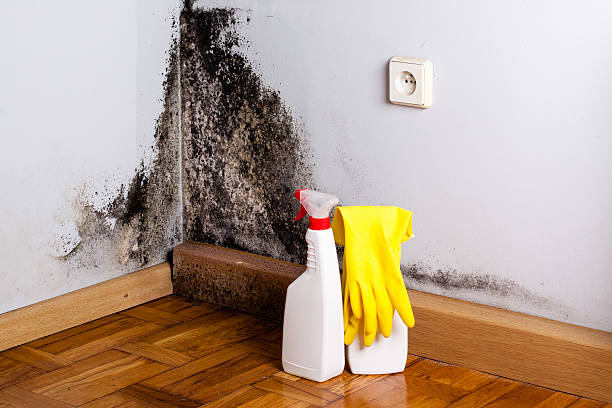 Best Crawl Space Mold Removal  in Carnesville, GA