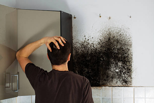 Professional Mold Removal in Carnesville, GA