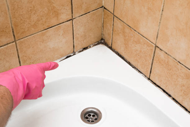 Best Mold Removal Company Near Me  in Carnesville, GA